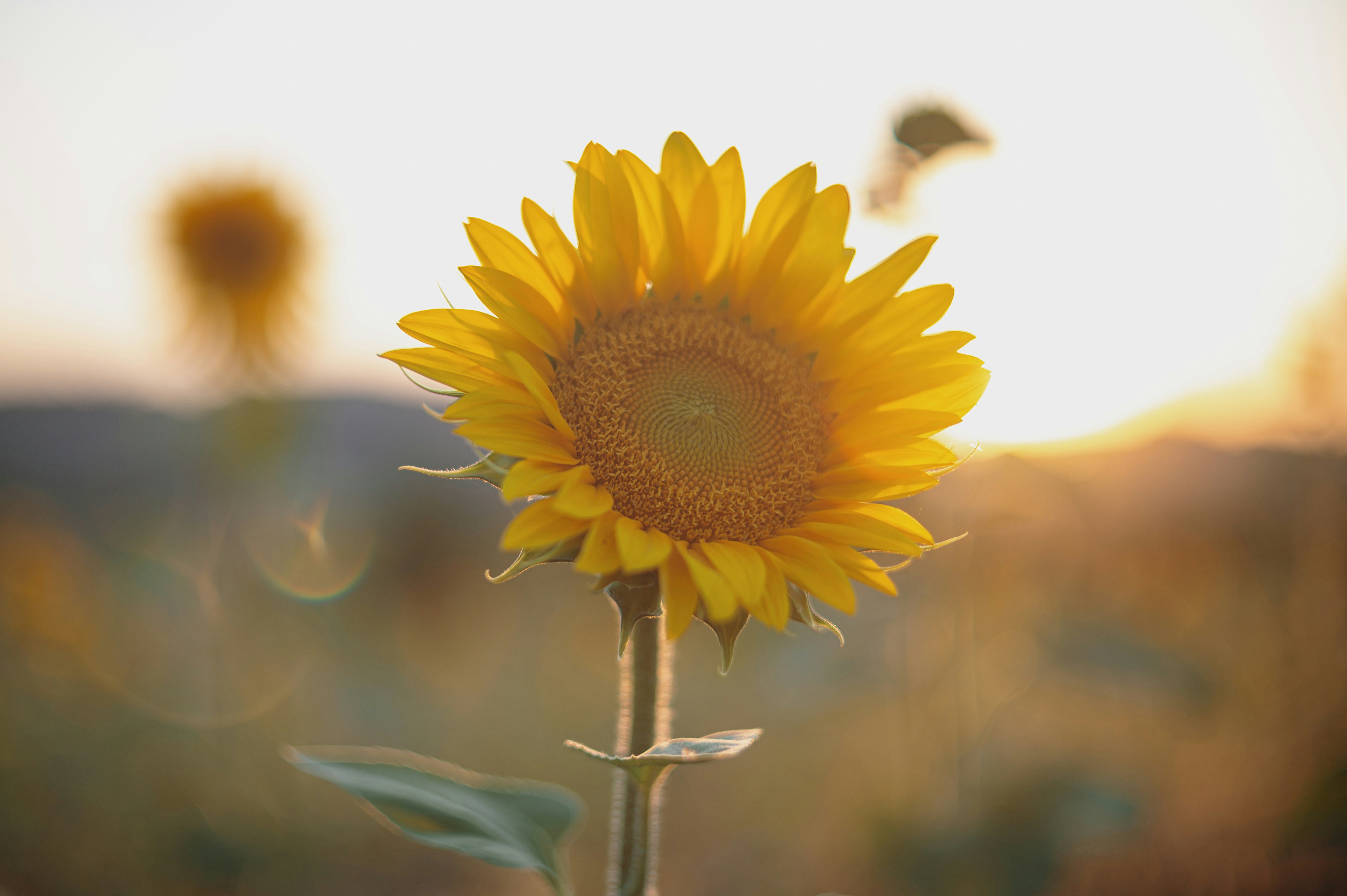 yellow sunflower